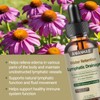Lymphatic Drainage Drops, Water Detox, Water Balance Support, Lymphatic Drainage