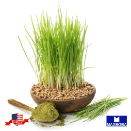 Maxboba Barley Whole (Organic) Grass Seeds Non-GMO - 1200 Seeds