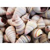 6 Real Haitian Tree Snail Shells (Striped Candy Snail) 1-2"