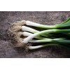 SeedsUA 3 PCs Live Onion Bunching Green Vegetable Plant Organic
