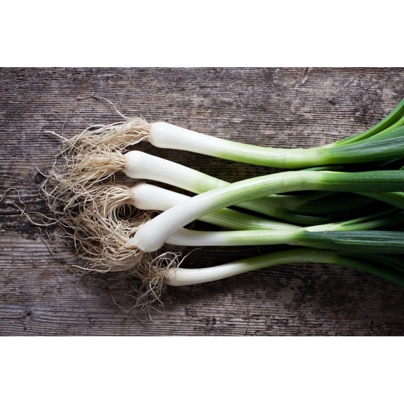 SeedsUA 3 PCs Live Onion Bunching Green Vegetable Plant Organic