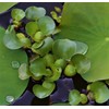 Water Hyacinths Floating Water Garden Plants (12 live plants)