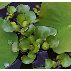 Water Hyacinths Floating Water Garden Plants (12 live plants)