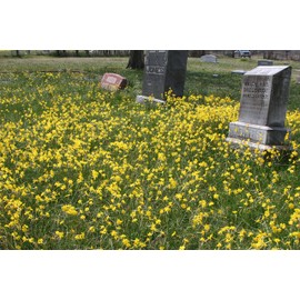 Narcissus x jonquilla 'Jonquil' / 10 Healthy Fresh Daffodil Bulbs That Produce Traditional Yellow Blooms by The Southern Bulb Company