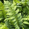 The Nursery Christmas Fern Polystichum 25 Bare Root Plants