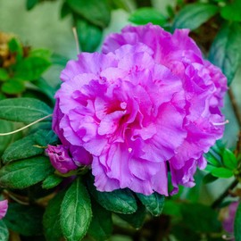 Encore Azalea Autumn Majesty (1 Gallon) Fuchsia-Purple Flowering Shrub - Full Sun Live Outdoor Plant