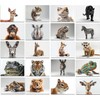 the lazy panda card company 64 Animal Postcards - Postcards