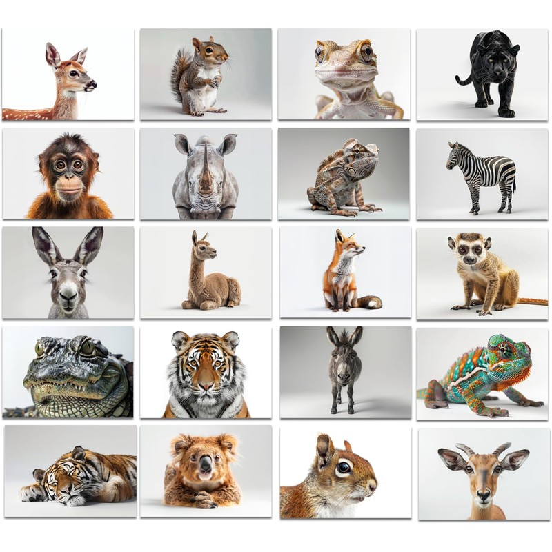 the lazy panda card company 64 Animal Postcards - Postcards