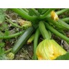 Valley View Ranch Zucchini Prolific Straightneck yellow or Elite green