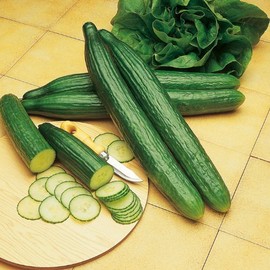 Suttons Seeds Suttons - Cucumber Seeds - Telegraph Improved