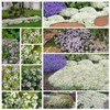 Mix Creeping Thyme Seeds for Planting, Ground Cover Plants -