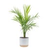 Costa Farms Majesty Palm Live Plant in Decorative Pot, Large