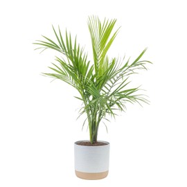 Costa Farms Majesty Palm Live Plant in Decorative Pot, Large Indoor Houseplant, Perfect for Home, Room, or Office Decor, Great House Warming or Birthday Gift, 3-4 Feet Tall