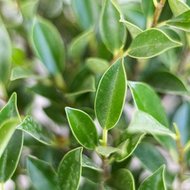 United Nursery Ficus Retusa Bonsai Tree – Tiger Bark Bonsai in 6” White Décor Pot – 14–16 Inches Tall – Easy-Care Indoor Plant with Curved Trunk – Air-Purifying Living Art for Home or Office