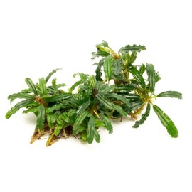 SubstrateSource Bucephalandra Catherinae Green Live Aquarium Plant - Natural Freshwater Fish Tank Decorations, Aquatic Décor - Plant (10-15 Leaves)