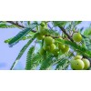 Buy Rare Seeds Phyllanthus emblica | Amla | Indian Gooseberry