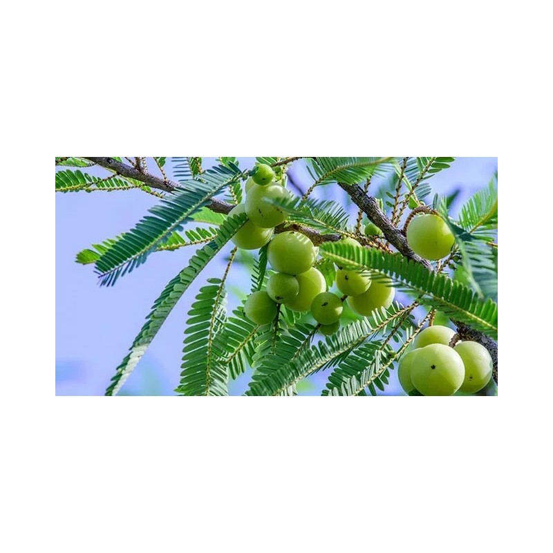 Buy Rare Seeds Phyllanthus emblica | Amla | Indian Gooseberry