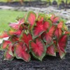 Postman Joyner Caladium Bulb - Fancy Leaf Caladium - 1