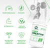 PVL 100% Pure Creatine | Creatine Monohydrate Micronized Powder |