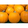 Pumpkin Seeds, 25+ Sugar Pie, Heirloom, Non GMO Seeds, Cucurbita