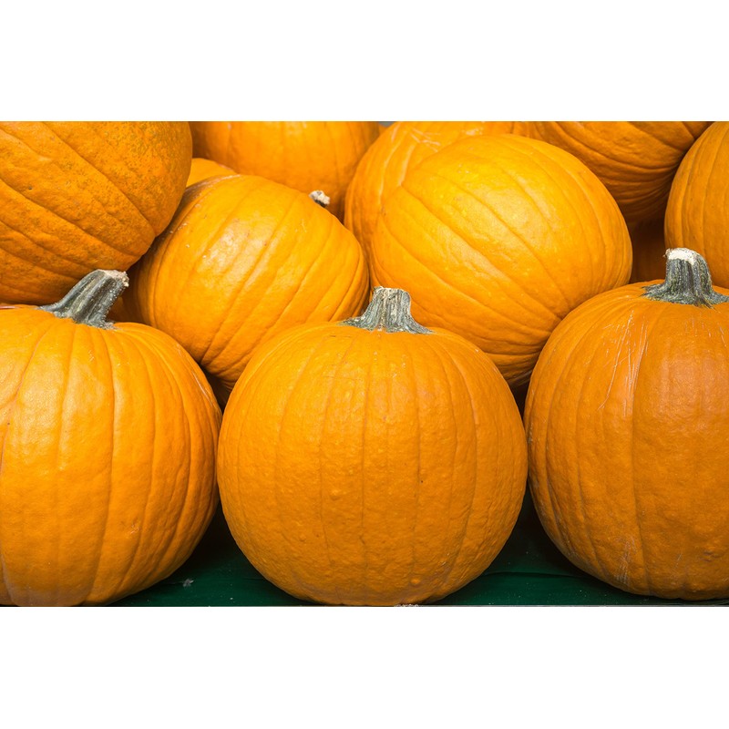 Pumpkin Seeds, 25+ Sugar Pie, Heirloom, Non GMO Seeds, Cucurbita