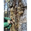 Salve Tree Resin Balm Ointment, Natural Spruce and Pine Resin,