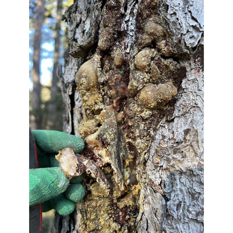 Salve Tree Resin Balm Ointment, Natural Spruce and Pine Resin,
