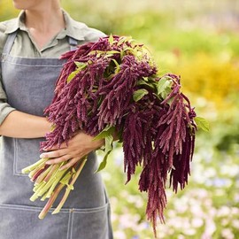 Love Lies Bleeding Seeds - Packet - Red/Green Flower Seeds, Heirloom Seed, Open Pollinated Seed Attracts Bees, Attracts Butterflies, Attracts Pollinators, Edible, Container Garden