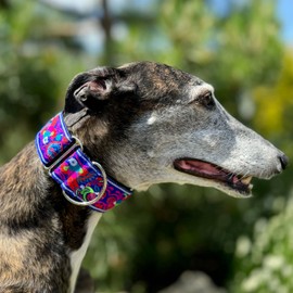 SightHound Gang Martingale Dog Collar for Greyhound Saluki Whippet and Other Breeds with Similar Neck 2" Wide (Blue XL 17”-22”)