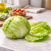 Crisphead Iceberg Lettuce Seeds – Compact Round Heads with Crisp