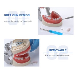 Healthible Typodont Teeth Model - Modelo Typodont de práctica dental con dientes Typodont extraíbles Kilgore y un destornillador pequeño