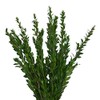 Farm Fresh Natural Myrtle - Pack 100
