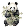 GRAZDesign Wall Tattoo Panda Bear Wall Sticker Children's Room &