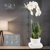 alqua Orchideen- und Blumentopf für den Innenbereich, selbstbewässernder Pflanzentopf, Kunststofftopf