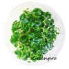 Hydrocotyle Sibthorpioides | Tissue Culture Freshwater Live Aquarium Plants Fish