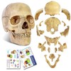 Didactic 15 Parts Anatomy Palm-Sized Human Medical Skull Model, Exploded