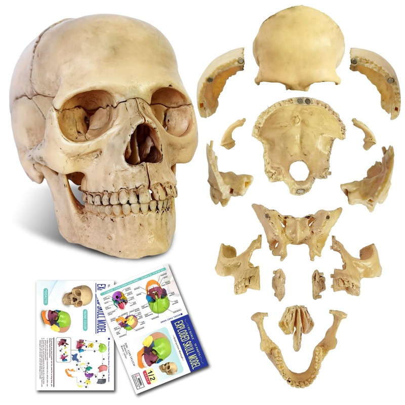 Didactic 15 Parts Anatomy Palm-Sized Human Medical Skull Model, Exploded