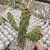 Opuntia consolea falcata Cutting Cacti Cactus Succulent Real Live Plant