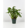Philodendron Xanadu Winterbourn - Size: 6in Pot, 17-20in
