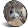 Destination Vinyl ltd Magnet for Refrigerator, Fridge - Cute Flying