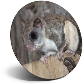 Destination Vinyl ltd Magnet for Refrigerator, Fridge - Cute Flying Squirrel Animal for Office, Cabinet and Whiteboard, Magnetic Stickers, 3220