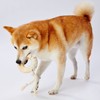 Petio Dog Toy Ethical Door Natural Wood and Rope Dental