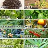 Takayama Tea Garden Tokenju Tea 0.1 oz (4 g) x