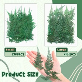 200 Pcs Dried Pressed Flowers Leaves Larkspur Flowers Small Dry Flowers Preserved Natural Ferns Real Dried Leaves Plant Leaf for Resin Arrangements Home Wedding Art DIY Crafts Decors ( Green Leaves)