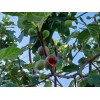 Unbraded 300 Semillas De Higo Orgánicas-300 Organic Fig Seeds