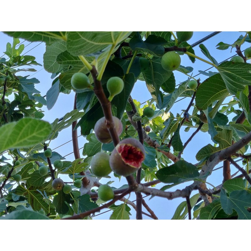 Unbraded 300 Semillas De Higo Orgánicas-300 Organic Fig Seeds