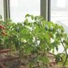 Plant Stake Support - 6 Pack, Garden Single Stem Support