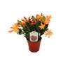 Spring Cactus (Surprise Colors) - 4" from California Tropicals