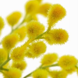 Tokyodo FM002415-zzz Artificial Flowers MAGIQ Karen Mimosa Pic, Yellow, 8.3 inches (21 cm), Pack of 3