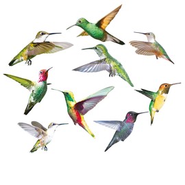 Pack of 9 Hummingbird Stickers, Anti-Collision Window Stickers, Bright Colours, Window Stickers, Birds, for Windows, Living Room, Office for Protection Against Bird Strikes